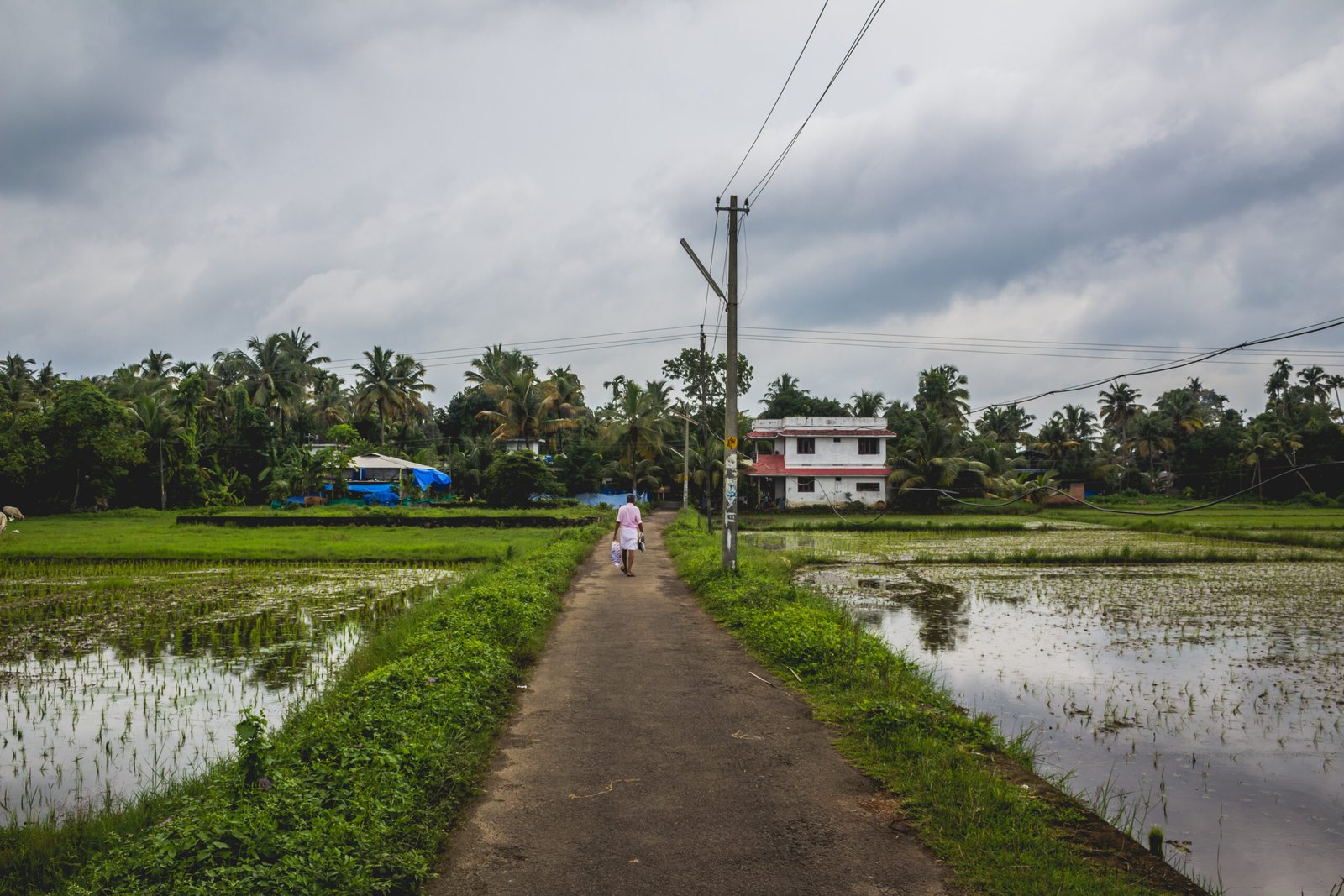Man walking along a long road back to his home with rice fields